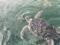 -广东惠东海龟国家级自然保护区
