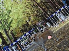 -八大关景区