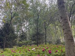-仁和公园(顺义区)