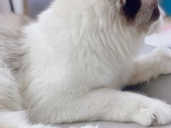 -宠颐生猫科·内科皮肤科(西平世纪城店)