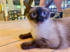 -more than meow吴止猫主题餐厅(承德 中船汇店)