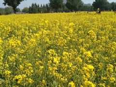 -长白岛森林公园