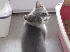 -我爱猫咪·猫咖·狗咖·安哥拉兔·羊驼咖(小寨华旗店)