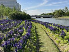 -春花秋色城市公园