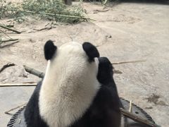 -石家庄市动物园