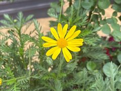 -上海鲜花港