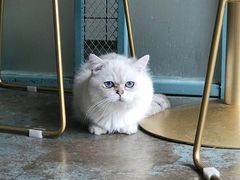 -喵屿·大理花园猫咖