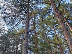 -帽儿山国家森林公园