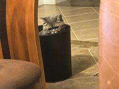 -德元·美联众合24小时动物医院(总院)