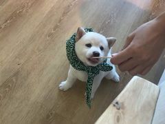 -柴犬小屋·柴餐厅·狗咖食堂(金鼎广场店)