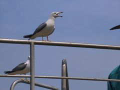 -海驴岛(荣成市)