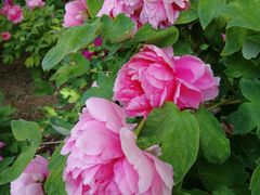 -国力仁和川菜(李家村店)