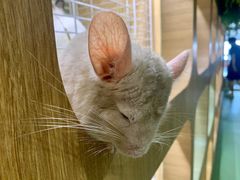 -藦茜花园宠物主题亲子互动体验馆(国顺东路店)