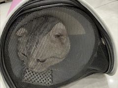 -安安宠医宠物医院·异宠·犬猫内科(岳阳分院)