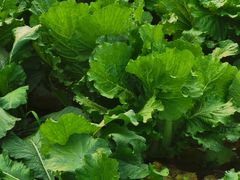 -庞各庄翠芳园西瓜蔬菜基地采摘园