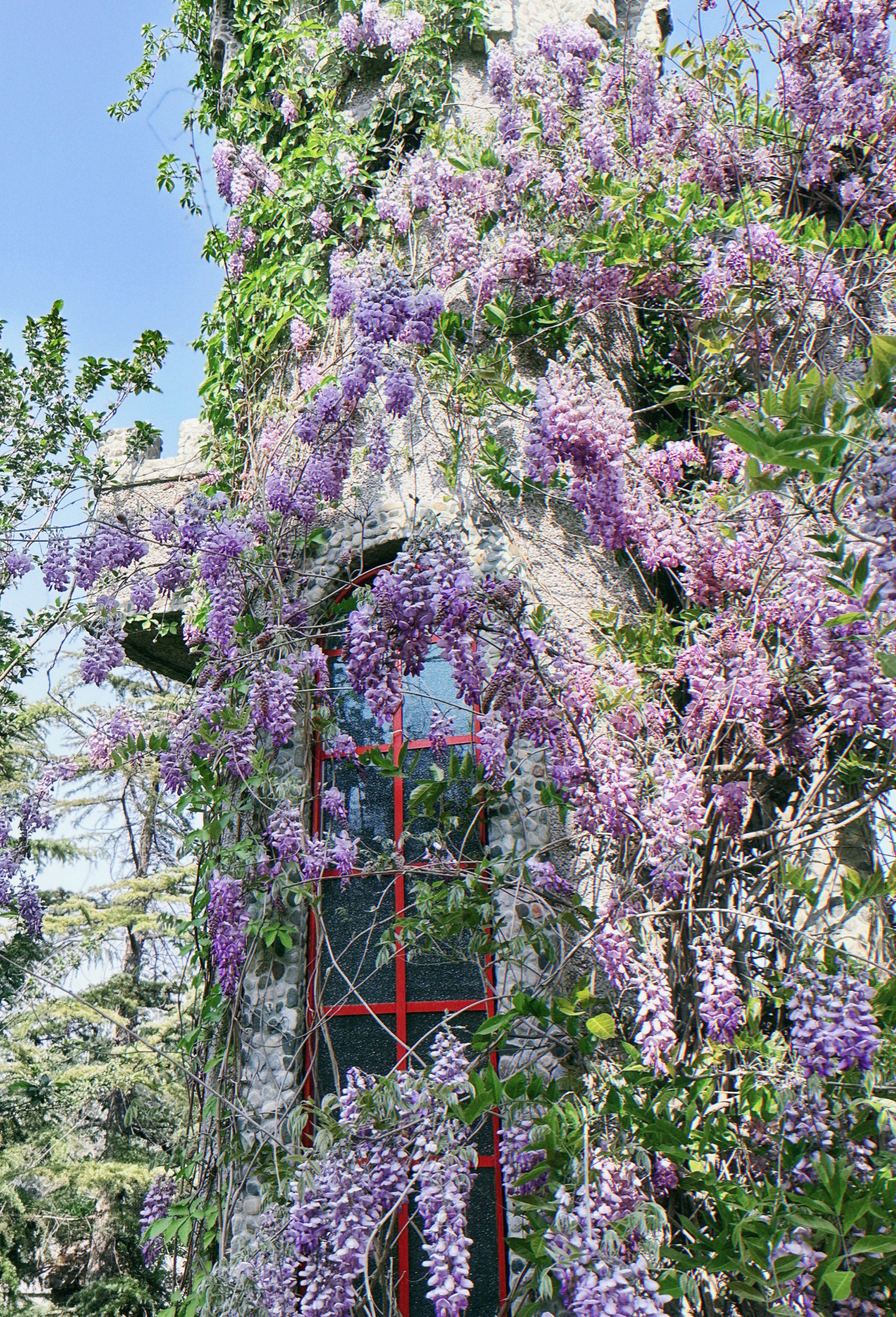 我愿称之为天津最美的紫藤花园