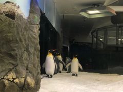 -悉尼海洋生物水族馆
