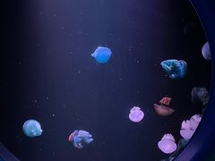 -欢乐海岸海洋奇梦馆