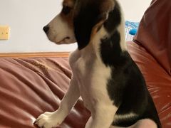 -爱侣宠医·鹦鹉专科·小型哺乳类·异宠专科(灵石路店)