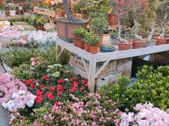 -双季花艺园艺市场(浦东店)