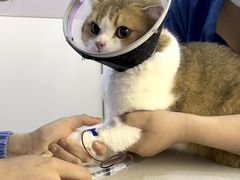 -瑞派宠物医院·犬猫全科·猫友好(宾水西道店)