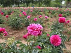 -扬州芍药园(仪征市)