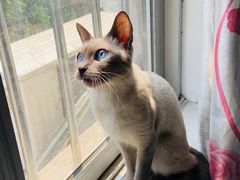 -瑞鹏宠物医院·骨科·猫科·内科(第一中心)