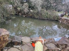 -香雪海