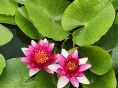 -莲花池公园