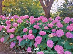 -上海滨江森林公园