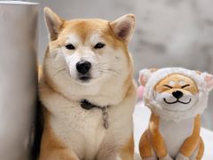 -柴务处·柴犬主题狗咖