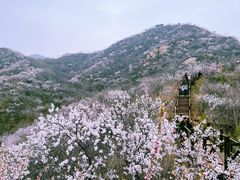 -大岭沟猕猴桃谷风景区