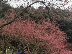 -重庆彩云湖湿地公园