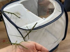 -上海昆虫博物馆