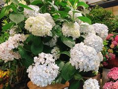 -双季花艺园艺市场(浦东店)