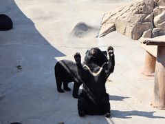 -东方熊牧场