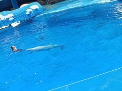 -海合安成都极地海洋公园