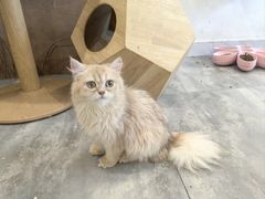 -楼上猫咖(罗湖店)
