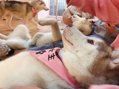 -Husky Go! 哈士奇体验馆·宠物咖啡厅狗咖