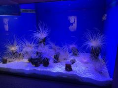 -上海海洋水族馆