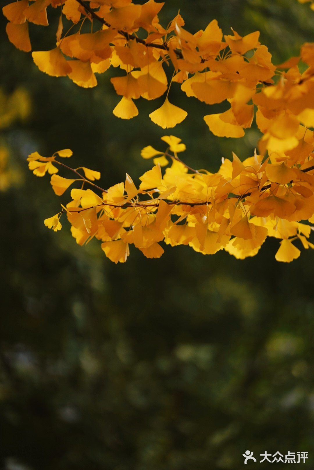 金秋赏银杏推荐
