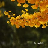 金秋赏银杏推荐