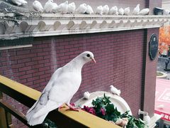 -王府井奥莱临潼小镇(临潼店)