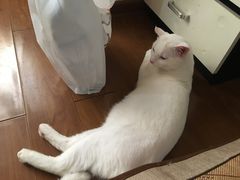-守诺宠物医院·眼科· 特色牙科·异宠专科(虹口店)