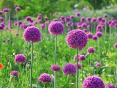 -花开海上生态园