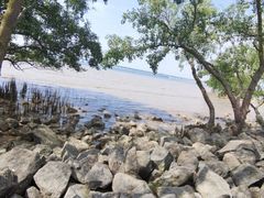 -宝安西湾红树林湿地公园