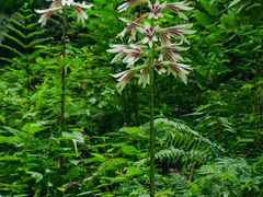 -西岭雪山大飞水景区
