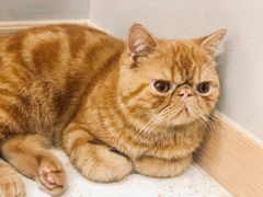 -飞行喵MR PILOT|猫舍·猫咖(静安大融城店)