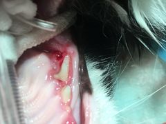 -爱诺耐芙动物医院(万博店)