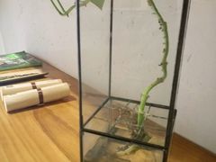 -柴务处·柴犬主题狗咖